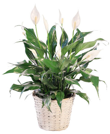 Blooming Peace Lily House Plant in Conneaut, OH | MORRIS FLOWERS & GIFTS