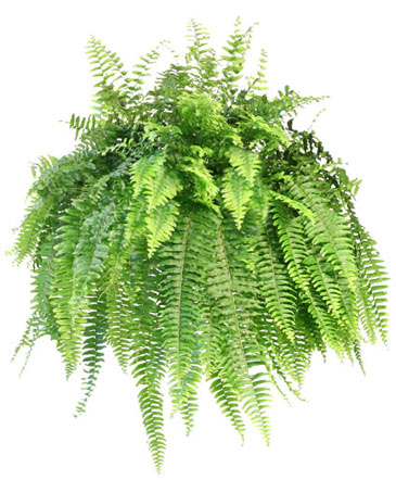 Boston Fern Hanging Plant in Conneaut, OH | MORRIS FLOWERS & GIFTS