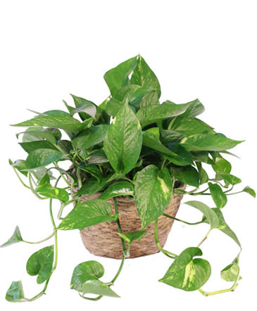 Hanging Golden Pothos House Plant in Conneaut, OH | MORRIS FLOWERS & GIFTS