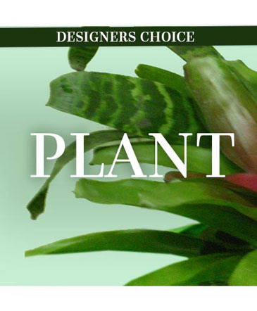 Lovely Plant Designer's Choice in Conneaut, OH | MORRIS FLOWERS & GIFTS