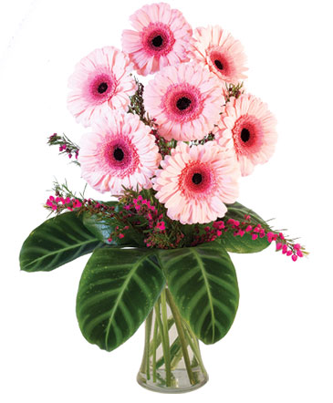 Lucky Seven Gerberas Floral Design in Conneaut, OH | MORRIS FLOWERS & GIFTS