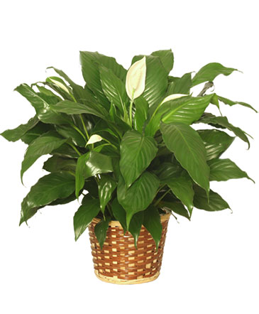 PEACE LILY PLANT    Spathiphyllum clevelandii  in Conneaut, OH | MORRIS FLOWERS & GIFTS